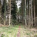 friedlicher Weg durch den Wald