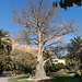 in En Gedi gibt es viele botanische Highlights