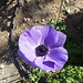 schöne lila Blüte