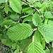 Carpinus betulus L.<br />Betulaceae<br /><br />Carpino comune<br />Charmille, Charme<br />Hagebuche, Weissbuche, Hainbuche