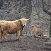 Diese urwüchsigen Rinder sind am Wegrand zu bestaunen...