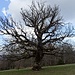 mächtige Bäume säumen den Weg zwischen Orvin und Les Prés-d'Orvin