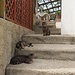 Chiessi-Katzen / I gatti di Chiessi