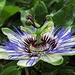 Blaue Passionsblume, Passiflora caerulea