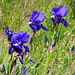 blauer Iris, die Blüten neigen sich im Wind
