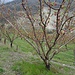 Mit Stangen werden die Äste der Aprikosenbäume in Form gebracht
