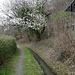 Immer wieder säumen blühende Bäume die Bisse 'Canal du Guercet'