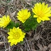 Grosse Blüten auf filigranen Stengeln: Frühlings-Adonisröschen (Adonis vernalis)