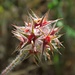 Stern-Klee, Trifolium stellatum