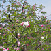 Apfelbaumblüte in Siders