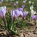 Crocus albiflorus.