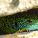 Eine Smaragdeidechse versteckte sich in einer Felsritze. Der blauen Verfärbung an der Unterseite nach ein Männchen.