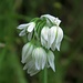 Glöckchen-Lauch (Allium triquetrum) mit Wassertropfen / con gocce d`acqua