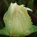  Essbare Mittagsblume (Carpobrotus edulis) im Regen / nella pioggia