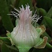 Die Essbaren Mittagsblumen (Carpobrotus edulis) haben ihre Blüten geschlossen / Hanno fermato i fiori