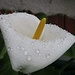 Zantedeschia aethiopica, Calla Lilie, Weiße Arum Lilie, giftig! / Velenosa!<br />Voller Wassertropfen /  coperta di gocce d`acqua<br />