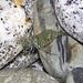 Kleine Felsengarnele, Palaemon elegans
Niente polpo nel mare die Chiessi:-( / Keinen einzigen Tintenfisch hab ich gesehen:-(