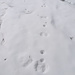 tracce di lepre sulla neve