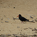 Black Oystercatcher