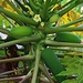 Papaya (Carica papaya).