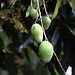 Mangofrüchte (Mangifera indica) am Ausgangspunkt der Wanderung zum Mount Scenery.