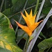 Paradiesvogelblume der Art Heliconia caribaea.