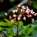 Begonia retusa, eine endemisch auf den Kleinen Antillen vorkommende Begonienart.
