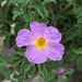 Die Kretische Zistrose (Cistus creticus) ist auch eine wichtige Heilpflanze / pianta medicinale importante