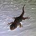 Geniale Tiere, die Geckos. Sie können mit der [https://www.heise.de/tp/features/Der-Gecko-Effekt-3437957.html Spezialkonstruktion] ihrer Füße an der senkrechten Wand laufen! / Animali geniali, i gechi. Possono correre sulla parete verticale con uno speciale [http://www.infinitechsarl.com/documenti/gecko-attivit%C3%A06.pdf rivestimento] dei loro piedi!  
