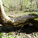 dieser Baum bietet eine freundliche Sitzgelegenheit