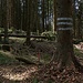 Beringte Bäume und Metallstangen auf dem Anstieg zum Breitenberg. Offenbar ist, oder war, sein Nordwestgrat eine Gebietsgrenze 
