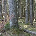 Kurz vor dem Lechnerberg: kein Bruchholz und keine stacheligen Dürrholzpassagen mehr. So macht wegloses, subalpines Spazierwandern viel mehr Spaß!