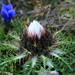 The carline thistle (Silberdistel) is about to open up