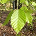 Fresche foglie di faggio