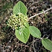 Viburnum lantana L.<br />Adoxaceae<br /><br />Viburno lantana<br />Mancienne, Viorne lantane<br />Wolliger Schneeball, Kleiner Mehlbaum<br />