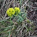 Euphorbia cyparissias L.<br />Euphorbiaceae<br /><br />Euforbia cipressina<br />Euphorbe petit cyprès<br />Zypresseblättrige Wolfsmilch