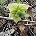 Helleborus foetidus L.<br />Ranunculaceae<br /><br />Elleboro puzzolente<br />Hellébore fétide<br />Stinkende Nieswurz