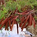 Schotenfrüchte der Weisskopfmimose (Leucaena leucocephala). Die Art stammt ursprünglich aus Mexiko und Mittelamerika, ist inzwischen jedoch auf nahezu allen frostfreien, nicht allzu trockenen Gebiete der Erde verbreitet.