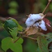 Verwilderte Baumwollart der Spezies Gossypium hirsutum. Früher wurde von Sklaven Baumwolle auf Sint Maarten angebaut, heute lohnt es sich nicht mehr und die Insel lebt hauptsächlich vom Tourismus.