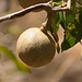 Frucht des kleinen Baumes Morisonia americana. Die Spezies hat keinen deutschen Namen.