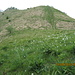 cresta sud pizzo dell'asino con narcisi