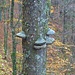 Noch mehr Schwarzwald-Pilze.