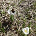 Eine Hummel im Kelch eines Krokus