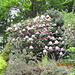 rododendro