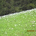 narcisi