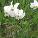 narcisi