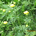 botton d'oro