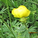 botton d'oro