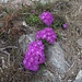 <b>Primula hirsuta.</b>