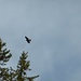 Golden eagle (Steinadler, Aquila chrysaetos).
It looked pretty big, but was too far away to get a better photo.